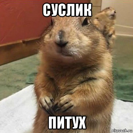 суслик питух, Мем Суслик спрашивает