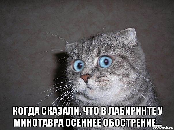  когда сказали, что в лабиринте у минотавра осеннее обострение..., Мем  удивлённый кот