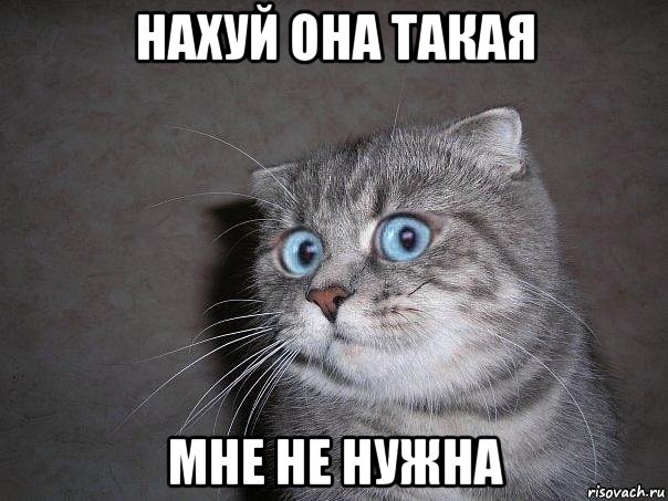 нахуй она такая мне не нужна, Мем  удивлённый кот