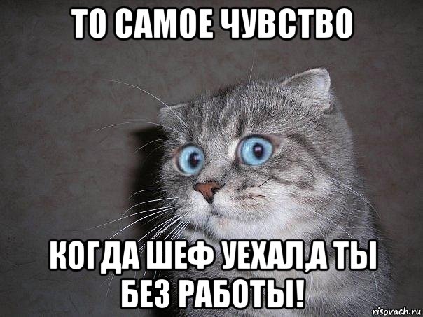 то самое чувство когда шеф уехал,а ты без работы!, Мем  удивлённый кот