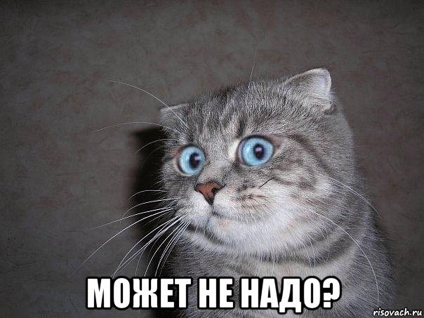  может не надо?, Мем  удивлённый кот