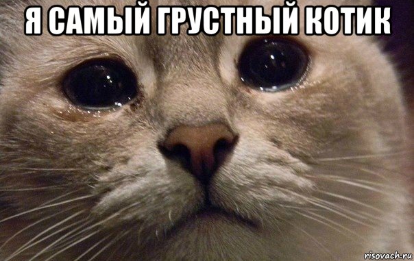 я самый грустный котик , Мем   В мире грустит один котик