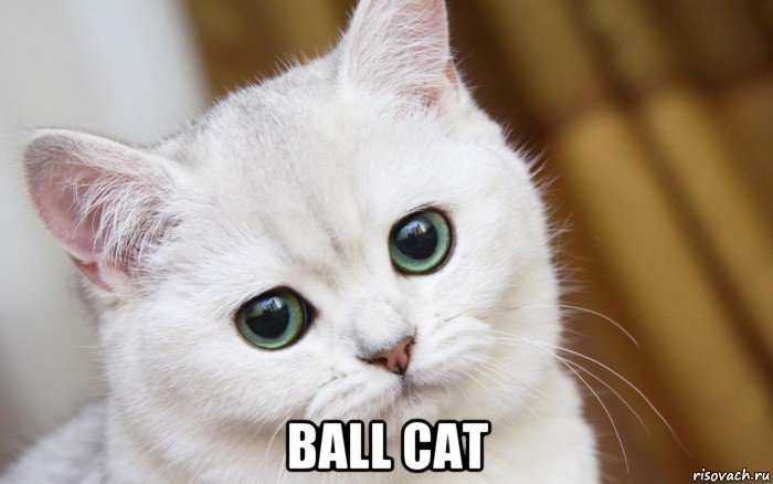  ball cat, Мем  В мире грустит один котик