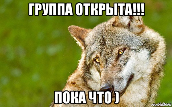 группа открыта!!! пока что ), Мем   Volf