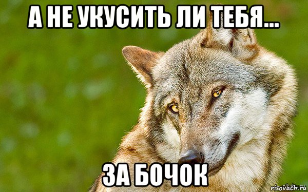 а не укусить ли тебя... за бочок, Мем   Volf