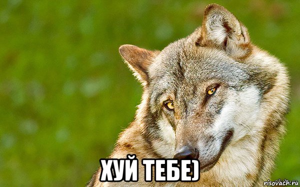  хуй тебе), Мем   Volf