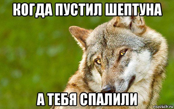 когда пустил шептуна а тебя спалили, Мем   Volf