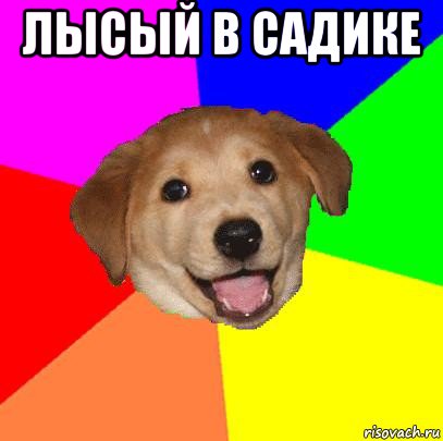 лысый в садике , Мем Advice Dog