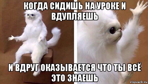 когда сидишь на уроке и вдупляешь и вдруг оказывается что ты всё это знаешь, Мем Чучело кота