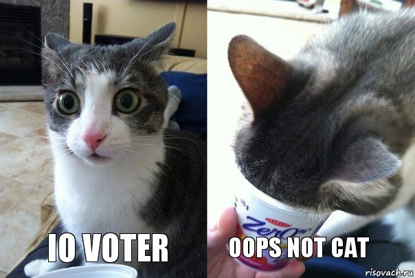 IO VOTER OOPS NOT CAT, Комикс  Да не бред-какой-то (2 зоны)