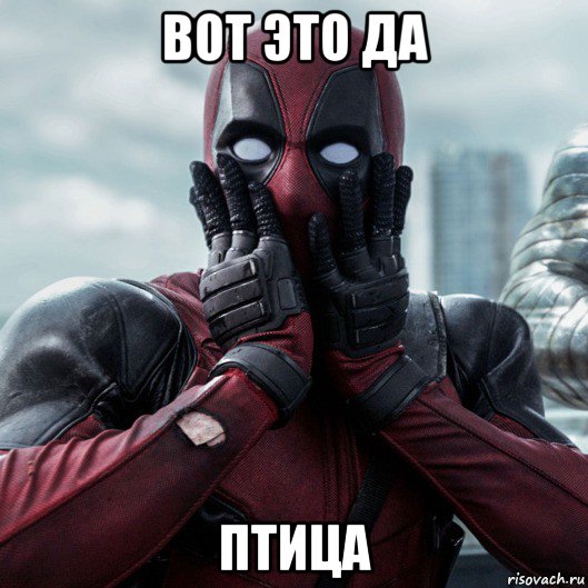 вот это да птица, Мем     Дэдпул