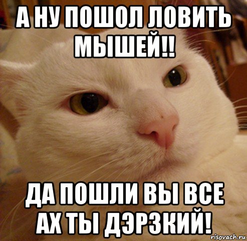 а ну пошол ловить мышей!! да пошли вы все ах ты дэрзкий!, Мем Дерзкий котэ