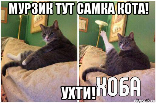 мурзик тут самка кота! ухти!, Комикс Кот Хоба