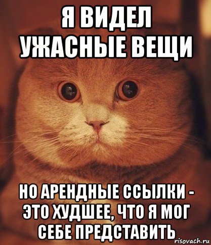 я видел ужасные вещи но арендные ссылки - это худшее, что я мог себе представить, Мем  Кот который видел ужасные вещи