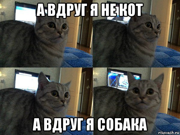 а вдруг я не кот а вдруг я собака, Мем  Кот в шоке