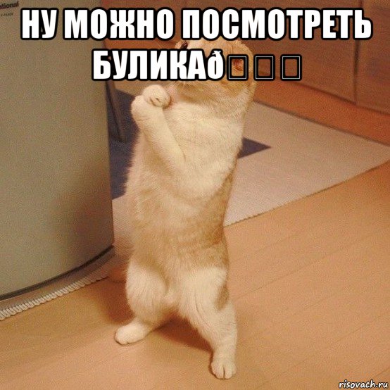 Мем  котэ молится