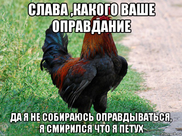 слава ,какого ваше оправдание да я не собираюсь оправдываться, я смирился что я петух