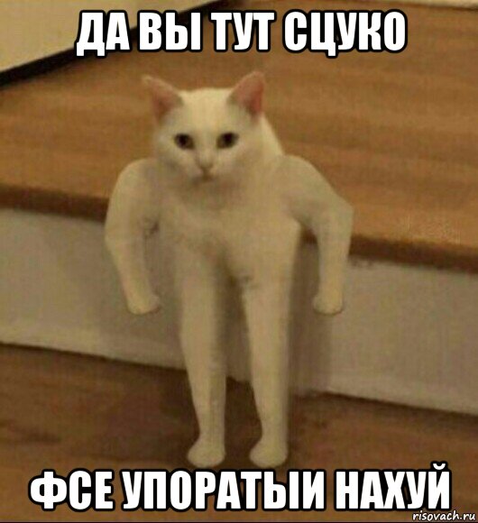 да вы тут сцуко фсе упоратыи нахуй, Мем  Полукот