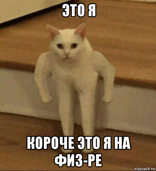 это я короче это я на физ-ре, Мем  Полукот