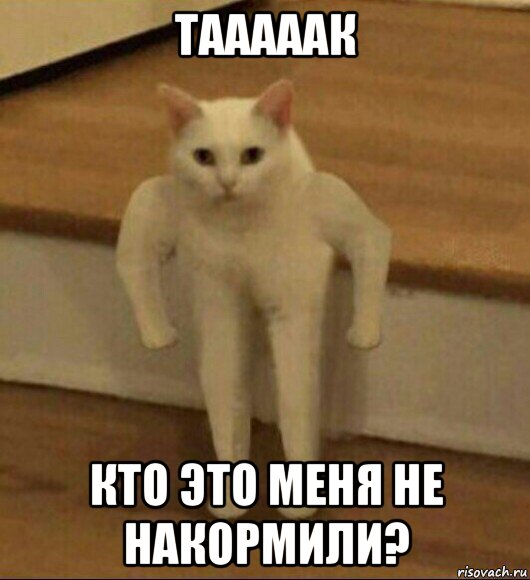 тааааак кто это меня не накормили?, Мем  Полукот