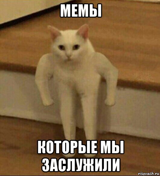 мемы которые мы заслужили, Мем  Полукот