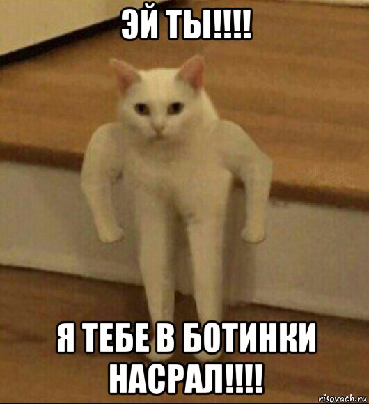 эй ты!!!! я тебе в ботинки насрал!!!!, Мем  Полукот