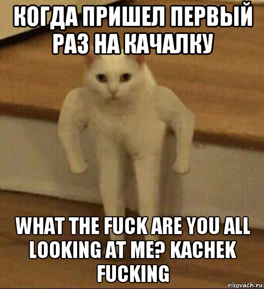 когда пришел первый раз на качалку what the fuck are you all looking at me? kachek fucking, Мем  Полукот