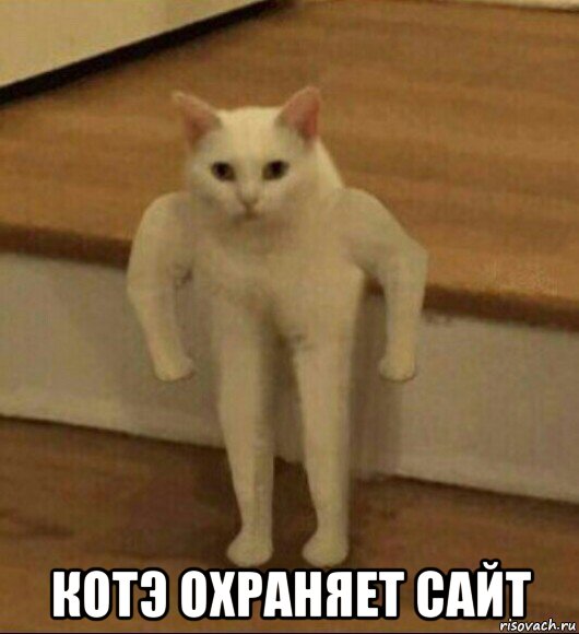  котэ охраняет сайт, Мем  Полукот