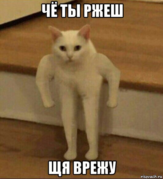 чё ты ржеш щя врежу, Мем  Полукот