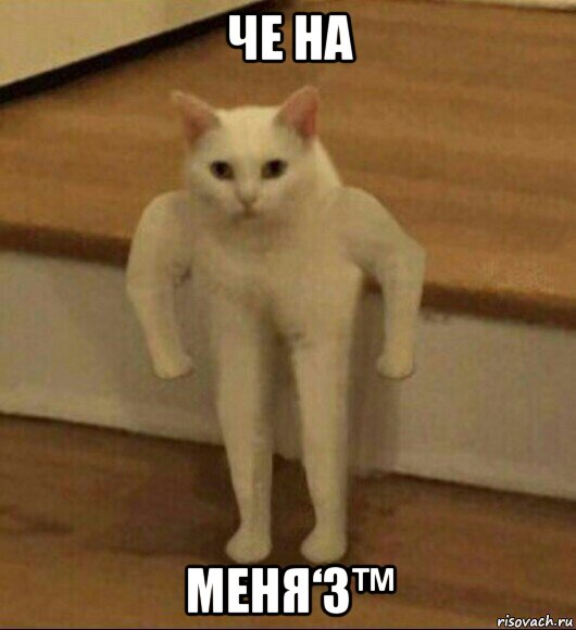 че на меня‘3™, Мем  Полукот