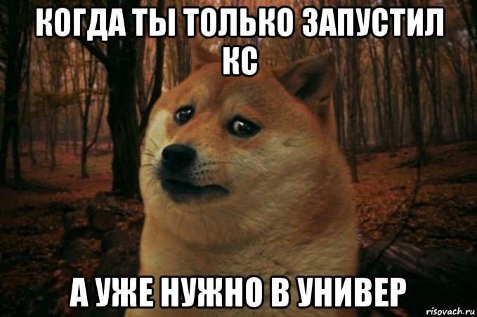 когда ты только запустил кс а уже нужно в универ, Мем SAD DOGE