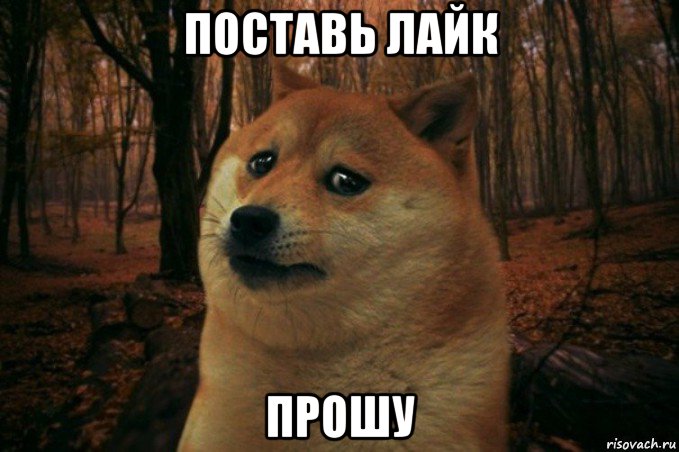 поставь лайк прошу, Мем SAD DOGE