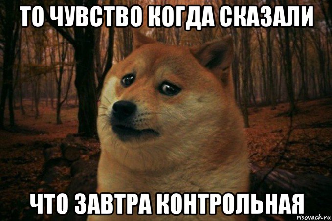 то чувство когда сказали что завтра контрольная, Мем SAD DOGE