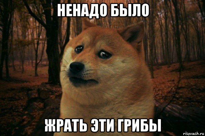 ненадо было жрать эти грибы, Мем SAD DOGE