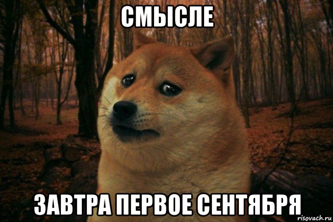 смысле завтра первое сентября, Мем SAD DOGE