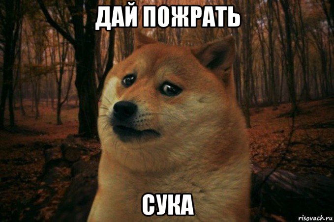 дай пожрать сука, Мем SAD DOGE