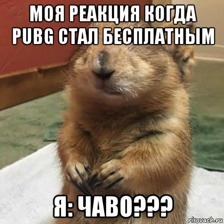 моя реакция когда pubg стал бесплатным я: чаво???, Мем Суслик спрашивает