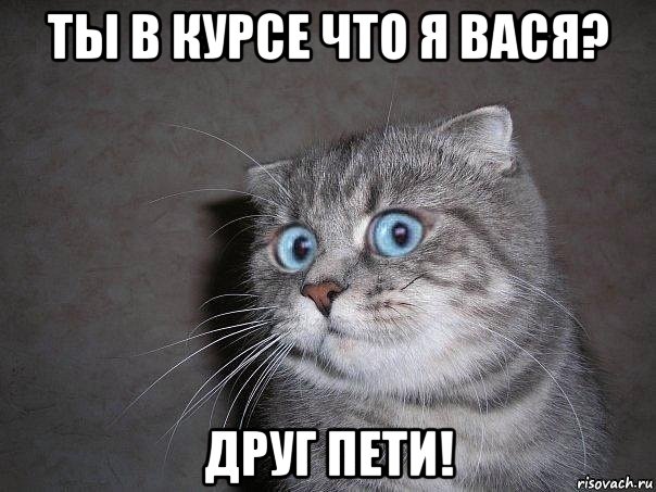 ты в курсе что я вася? друг пети!, Мем  удивлённый кот