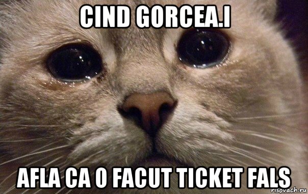 cind gorcea.i afla ca o facut ticket fals, Мем   В мире грустит один котик