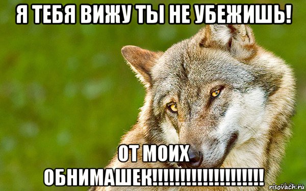 я тебя вижу ты не убежишь! от моих обнимашек!!!!!!!!!!!!!!!!!!!!, Мем   Volf