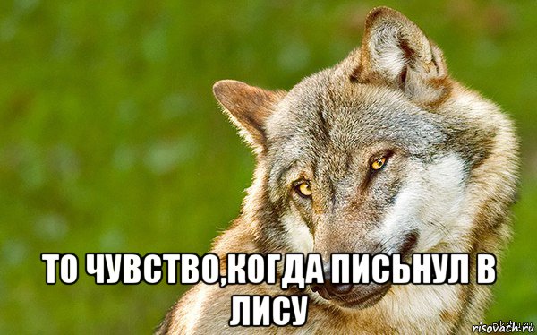  то чувство,когда письнул в лису, Мем   Volf