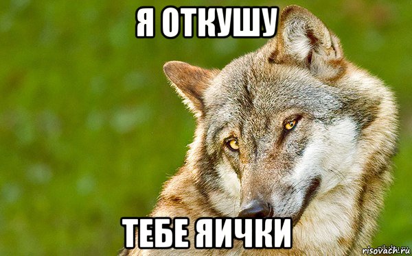 я откушу тебе яички, Мем   Volf