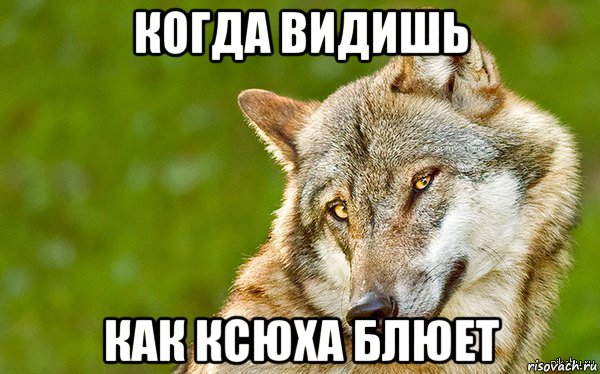 когда видишь как ксюха блюет, Мем   Volf