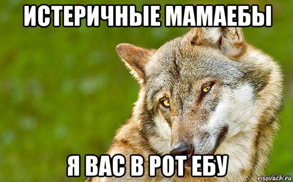 истеричные мамаебы я вас в рот ебу, Мем   Volf