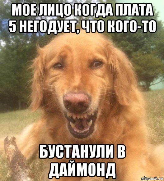 мое лицо когда плата 5 негодует, что кого-то бустанули в даймонд, Мем   Когда увидел что соседского кота отнесли в чебуречную