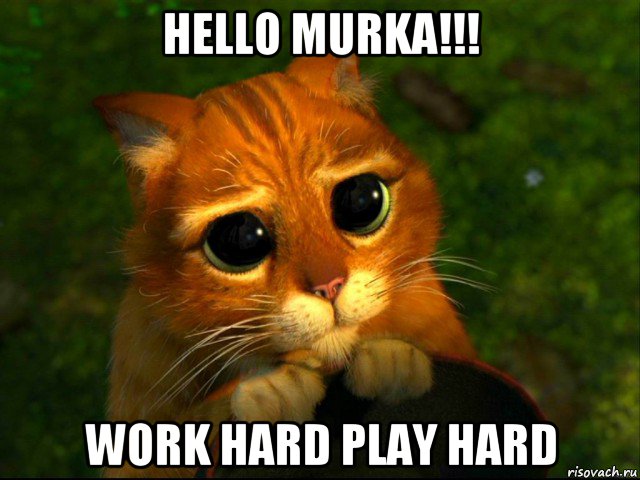 hello murka!!! work hard play hard, Мем кот из шрека