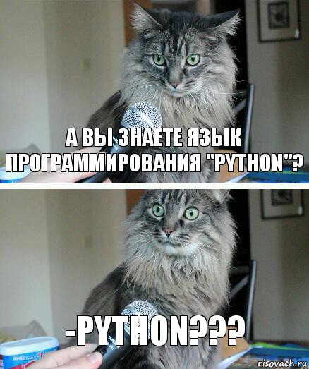 а вы знаете язык программирования "python"? -Python???, Комикс  кот с микрофоном