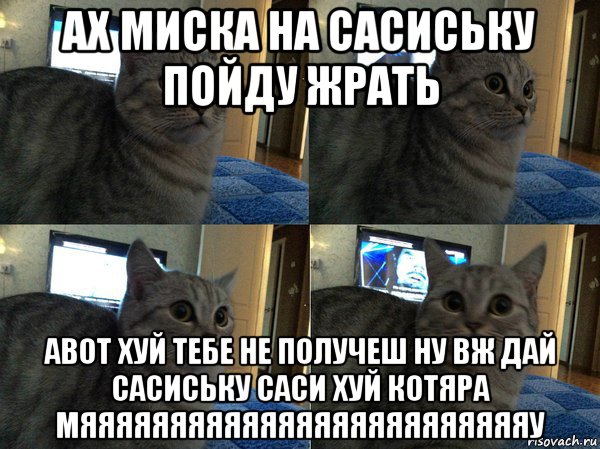 ах миска на сасиську пойду жрать авот хуй тебе не получеш ну вж дай сасиську саси хуй котяра мяяяяяяяяяяяяяяяяяяяяяяяяяу, Мем  Кот в шоке