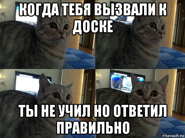 когда тебя вызвали к доске ты не учил но ответил правильно, Мем  Кот в шоке