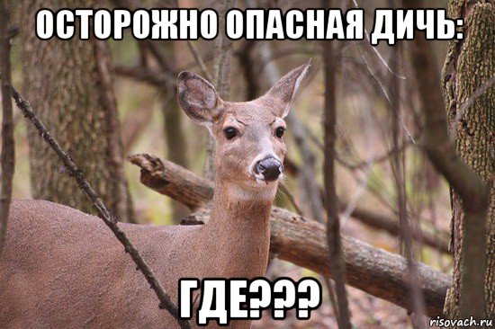 осторожно опасная дичь: где???